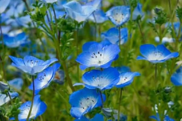 走進藍色海洋,你就是女王!嬰兒的蘭眼睛—喜林草。挺住,別迷路 走進藍色海洋,你就是女王!嬰兒的蘭眼睛—喜林草。挺住,別迷路