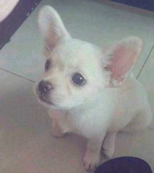 在樹林裡撿到一隻潦草小串串,幾個月後,長成了盛世美顏 在樹林裡撿到一隻潦草小串串,幾個月後,長成了盛世美顏