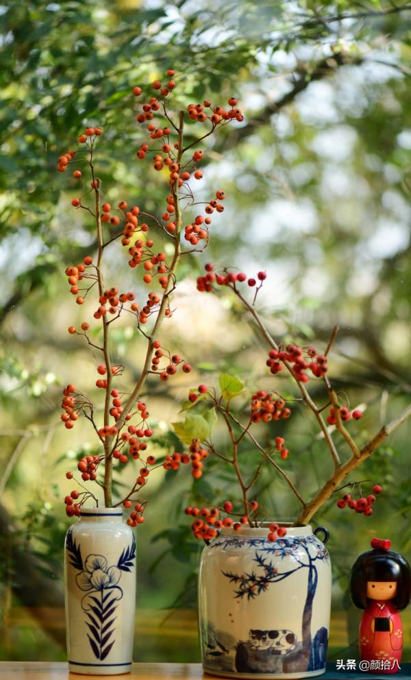 鳥兒們過冬必備 - 紅透整個冬日的迷你山楂果 |園丁