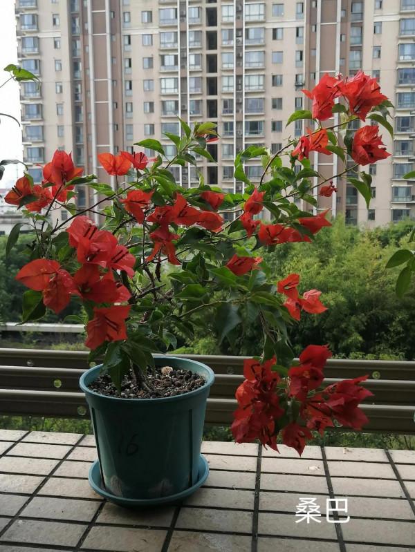 我的兩款紅色三角梅