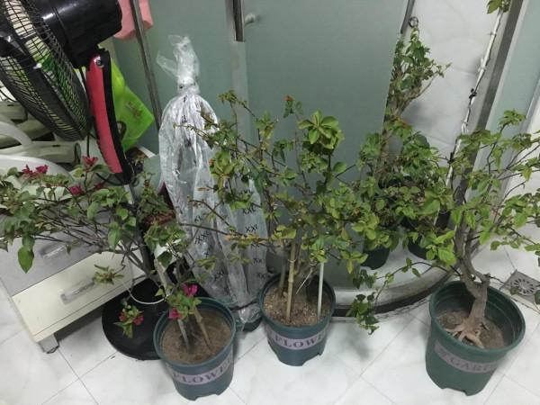 下雪了，保衛三角梅