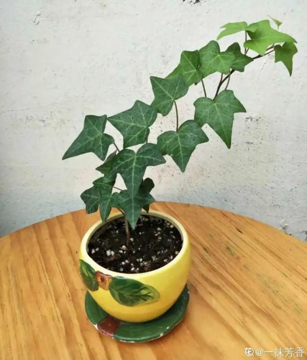 6種花特耐陰，光照不好也能養好，適合北陽臺