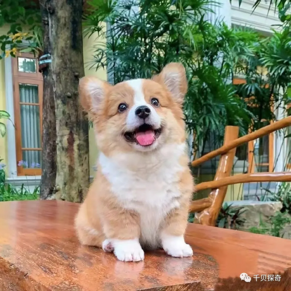 萌寵大比拼！狗狗：誰還不是個小可愛呢？萌化了