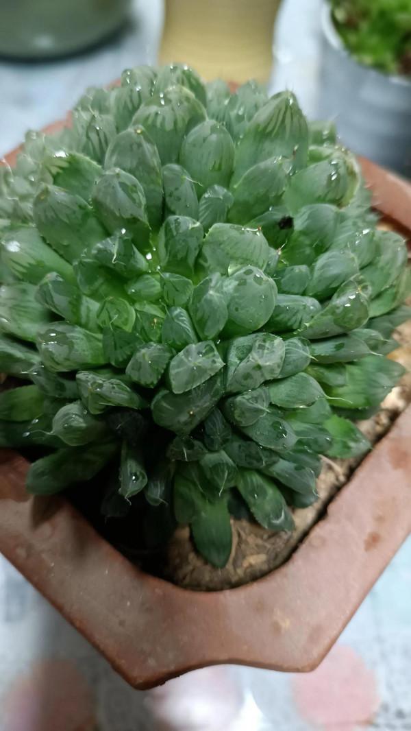 這樣的肉肉可入你眼？