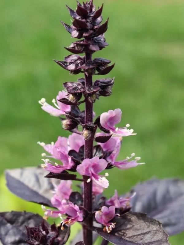 羅勒、聖羅勒、甜羅勒和河南“荊芥”，到底什麼關係？