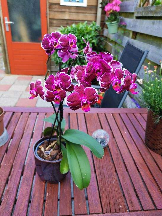 蝴蝶蘭秋季必摧花，用對肥水，開花 一茬接一茬