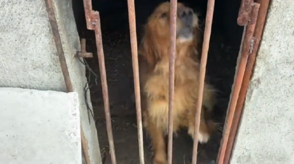 黑龍江：主人外出金毛關豬圈，兩天沒進食的狗狗苦苦哀求卻無人管