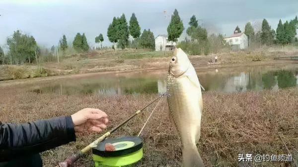 過了立冬去釣魚，大鯽魚都藏在這4個地方