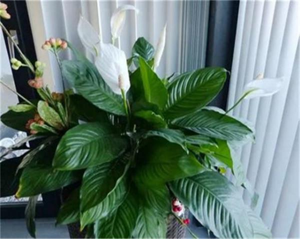7種“吉利花”,家裡養一盆,順順當當又漂亮,養人又旺家 7種“吉利花”,家裡養一盆,順順當當又漂亮,養人又旺家
