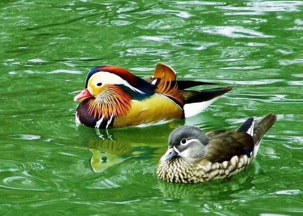 鴛鴦鳥精美圖片