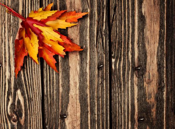 李文秀:落葉無悔(散文) | 落葉吟(詩歌) 李文秀:落葉無悔(散文) | 落葉吟(詩歌)