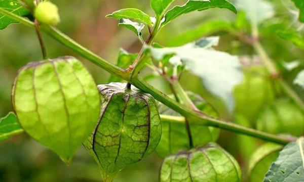 農村常見的這些植物,你們認識多少?看完漲知識 農村常見的這些植物,你們認識多少?看完漲知識