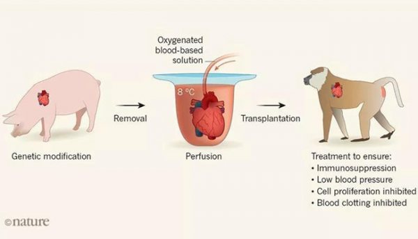 美國一患者接受豬心移植，成功存活，豬的器官為啥能用在人身上？