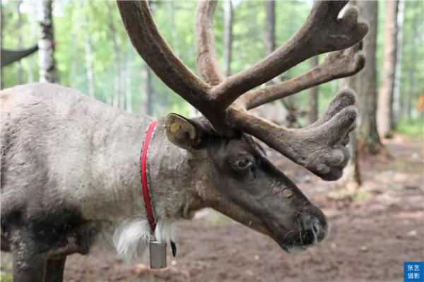 中國最後一支馴鹿部落：放養馴鹿為生，向遊客展示馴鹿部落遷徙史