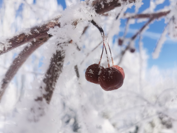 「圖說新疆」新疆木壘:玉樹瓊花 冬景如畫 「圖說新疆」新疆木壘:玉樹瓊花 冬景如畫