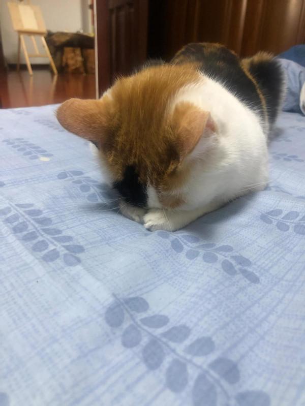 每一個流浪貓都可能是上天賜給你的禮物