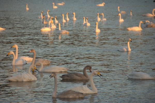 這些景點太治癒了，看完心情好了10000倍
