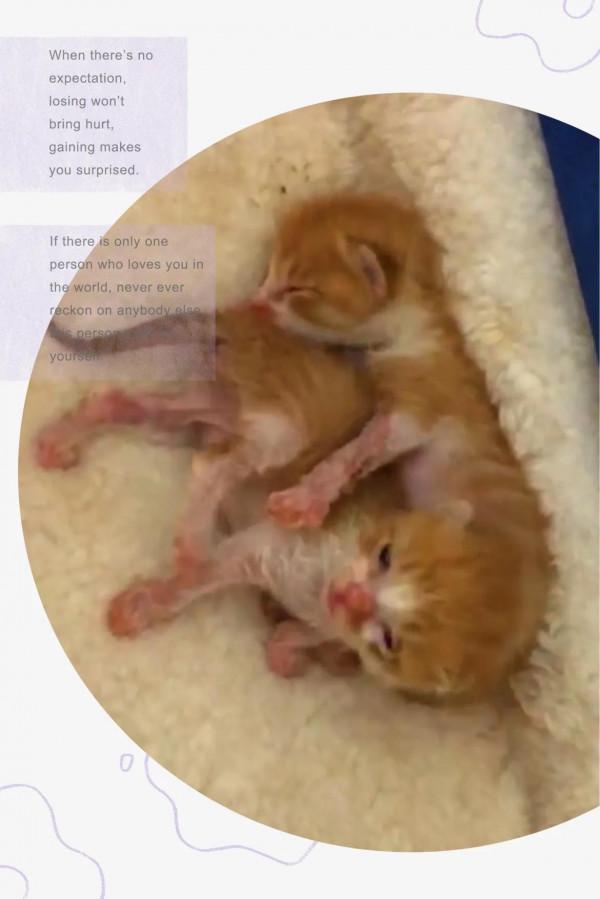 兩個月的小母貓死了：救活你，卻又害了你