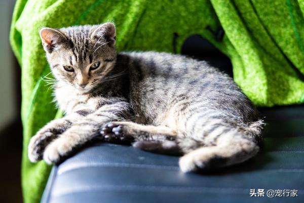 鏟屎官給我喂貓糧，患上尿結石她也不知道！吃貓糧要注意補水