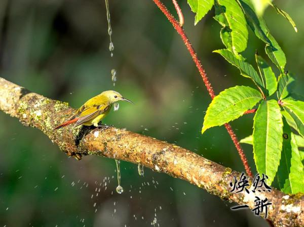 火尾太陽鳥母鳥 火尾太陽鳥母鳥