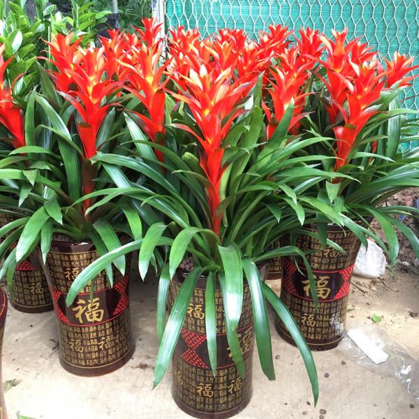 公認的12種吉祥花，適合10月養，一帆風順，紅紅火火，又美又實用