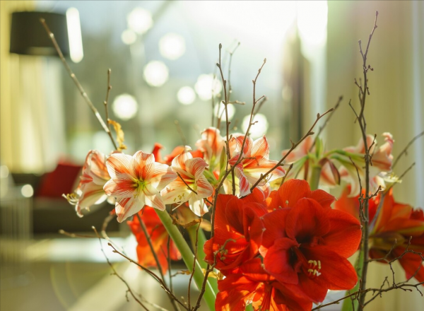 適合客廳養的5種漂亮花,喜慶大氣又吉祥,幸福感滿滿 適合客廳養的5種漂亮花,喜慶大氣又吉祥,幸福感滿滿