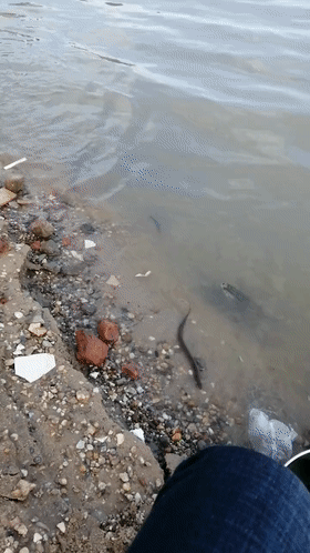 珠江邊成群泥鰍、黃鱔、黑魚亂竄，附近釣魚人：直直朝我們游來