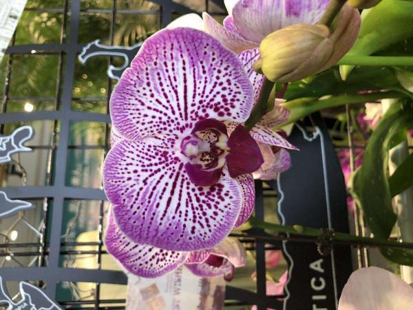 蝴蝶蘭長勢不旺?正確的澆水方法,你瞭解嗎? 蝴蝶蘭長勢不旺?正確的澆水方法,你瞭解嗎?