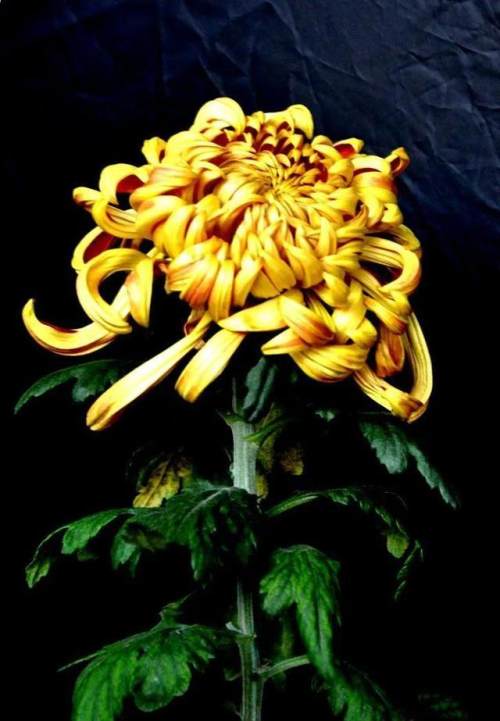 詠菊七絕三十首(30韻) 詠菊七絕三十首(30韻)