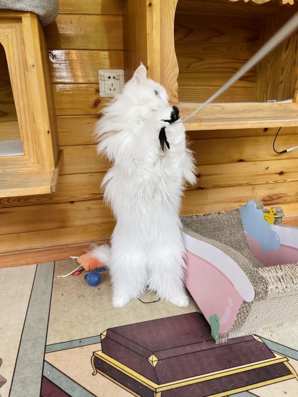 逗貓棒?都快把貓玩成花啦 逗貓棒?都快把貓玩成花啦