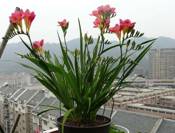 12種對應的“生日花”，根據你的出生月，能找到屬於自己的幸運花