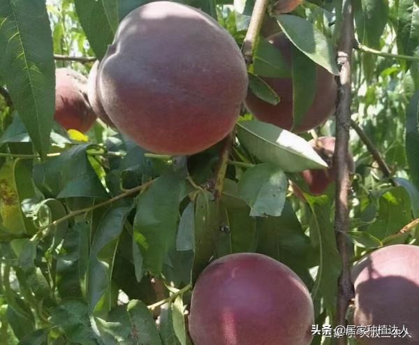 這種果樹，適合種在自家庭院裡，耐寒耐旱易養活，產量還很高