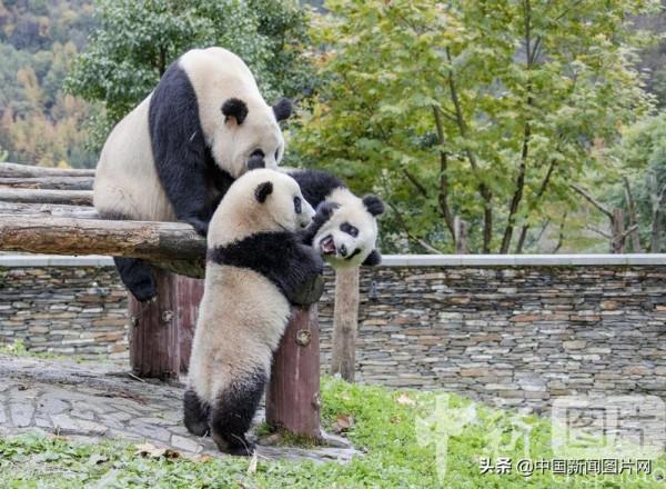 大熊貓樂享金秋美景