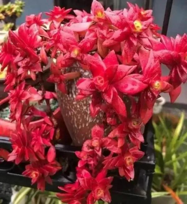 分享圖片，可愛的多肉們，收藏了