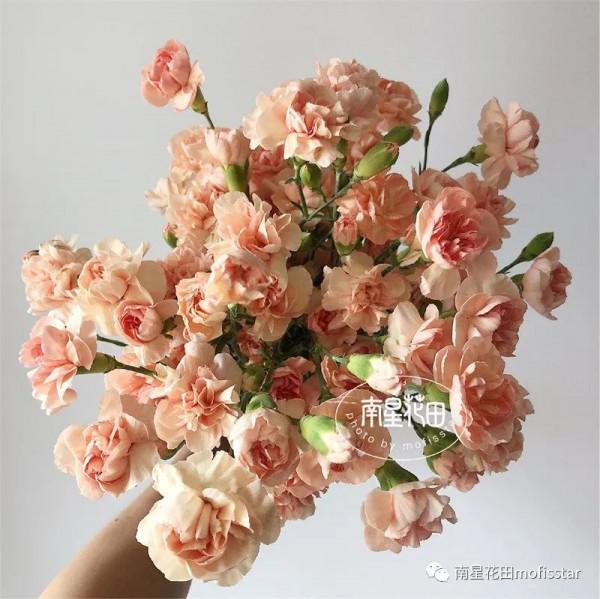 將軍多頭康 · 香檳小酒窩