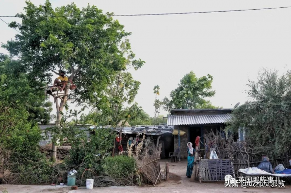 印度小哥感染新冠後，爬樹自我隔離11天，他：人窮只能這樣