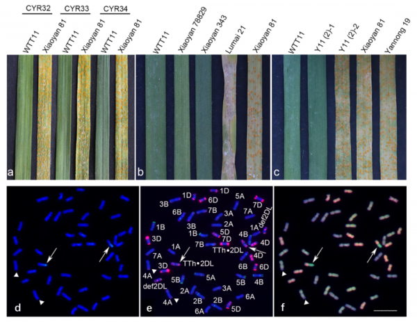 李振聲課題組在小麥與中間偃麥草抗條鏽病易位系的創制及鑑定方面取得新進展 李振聲課題組在小麥與中間偃麥草抗條鏽病易位系的創制及鑑定方面取得新進展