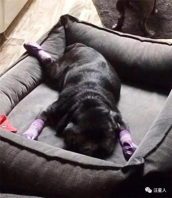 這個主人為了不讓家裡的老狗狗摔倒,想了一個非常可愛的辦法… 這個主人為了不讓家裡的老狗狗摔倒,想了一個非常可愛的辦法…