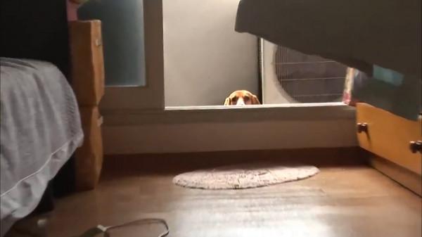 比格犬碰了小貓崽,被貓媽媽一天打八次,嚇到渾身發抖 比格犬碰了小貓崽,被貓媽媽一天打八次,嚇到渾身發抖