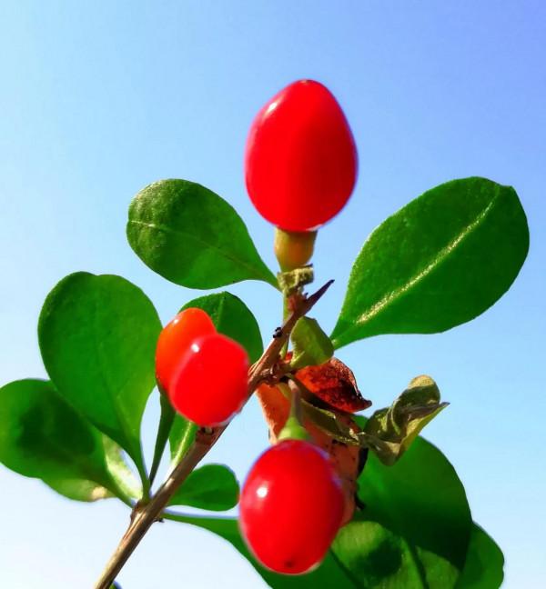 北京紫竹院公園初冬的水中倒影彷彿水墨畫