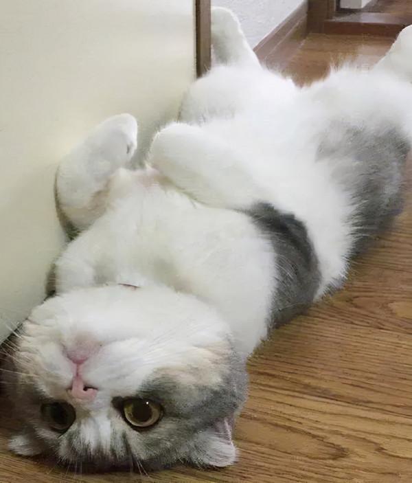 家有怪貓(上) 家有怪貓(上)