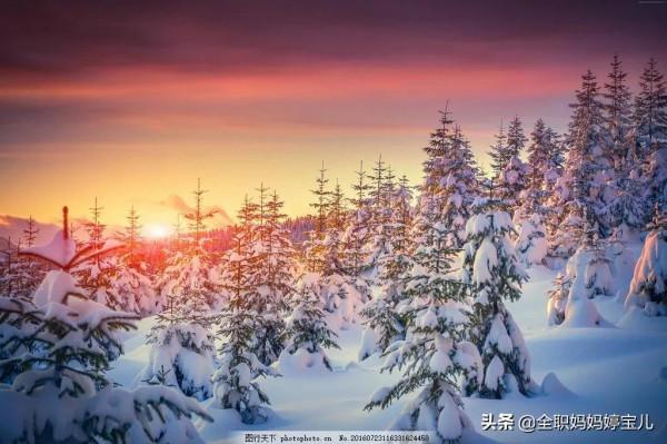 分享——雪松美景