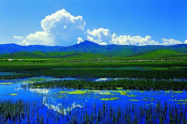 美麗的草原，我來了