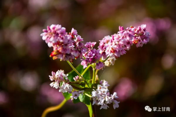 美麗甘肅 | 舟曲坪定：蕎麥花開了！
