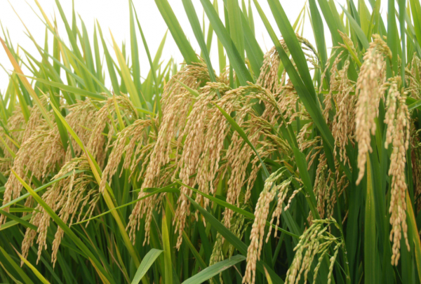 國際組織盜竊中國種子，還倒打一耙？種子被偷，損失有多大？