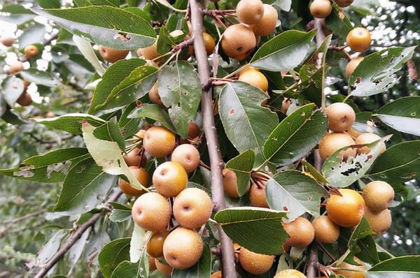 我國原生態的梨，俗稱“狗屎梨”，兒時只摘果吃，原來花也能吃