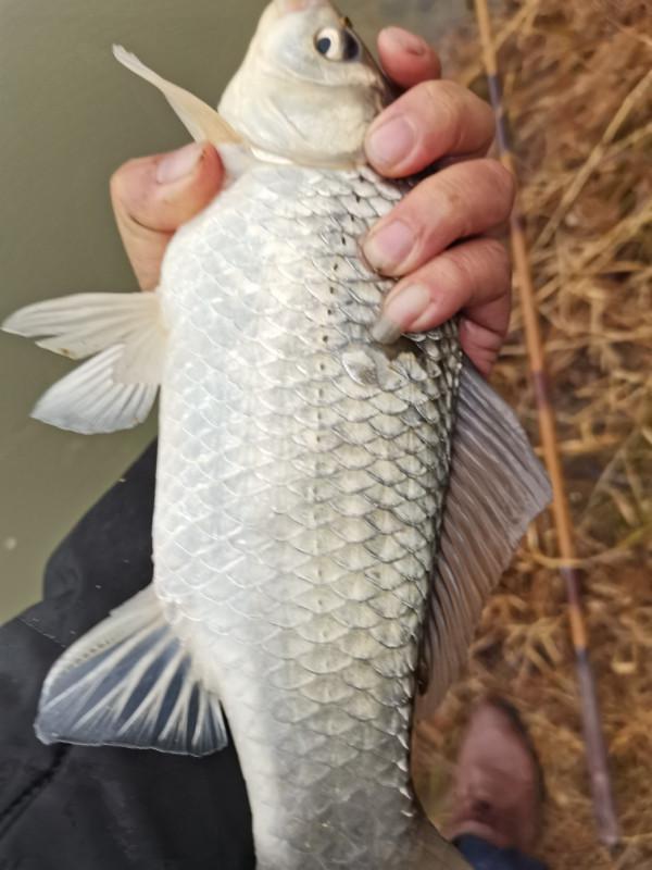 可遇不可求的土鯽魚，看著就覺得舒服