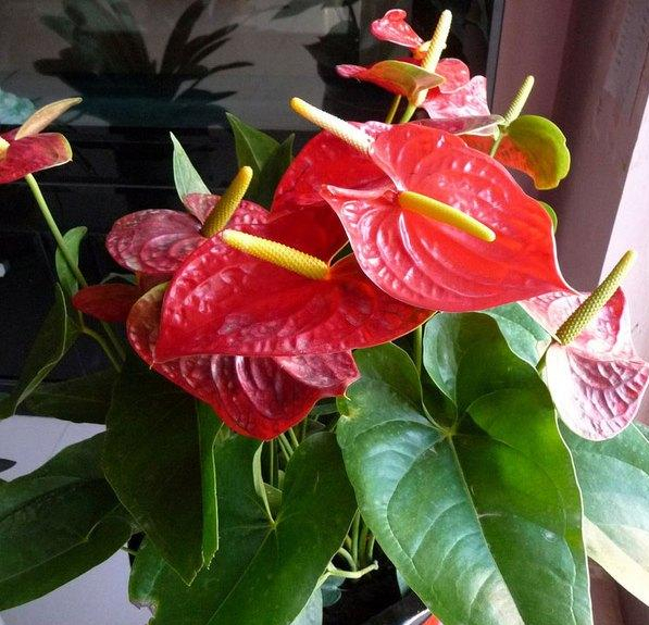 6種“漂亮花”,天生不怕“冷”,現在養錯不了 6種“漂亮花”,天生不怕“冷”,現在養錯不了