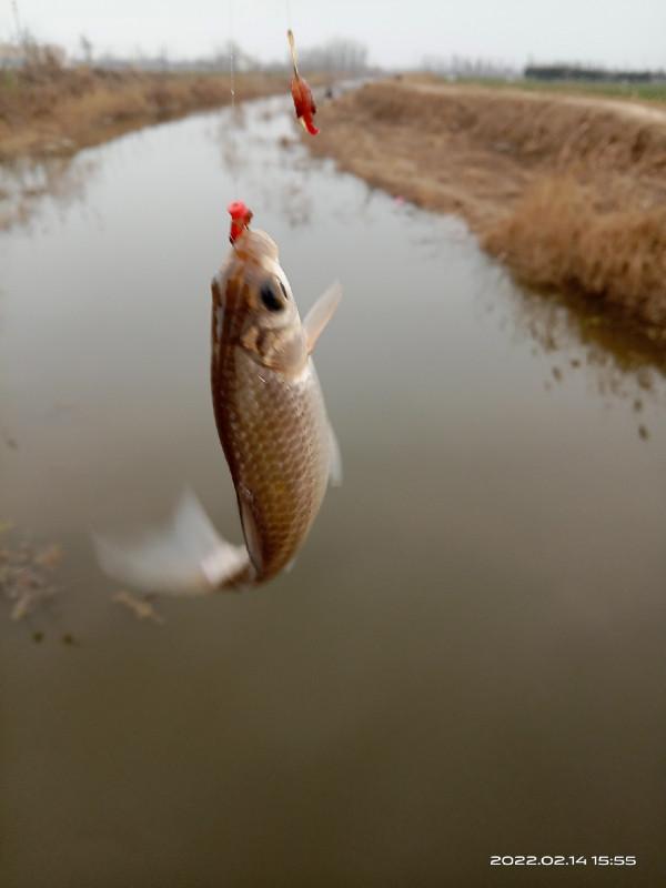 都說降溫不適合釣魚，真的是這樣嗎？