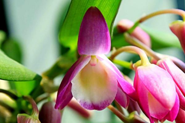 春石斛蘭花～花朵多彩，莖葉美麗；型態雍容華貴